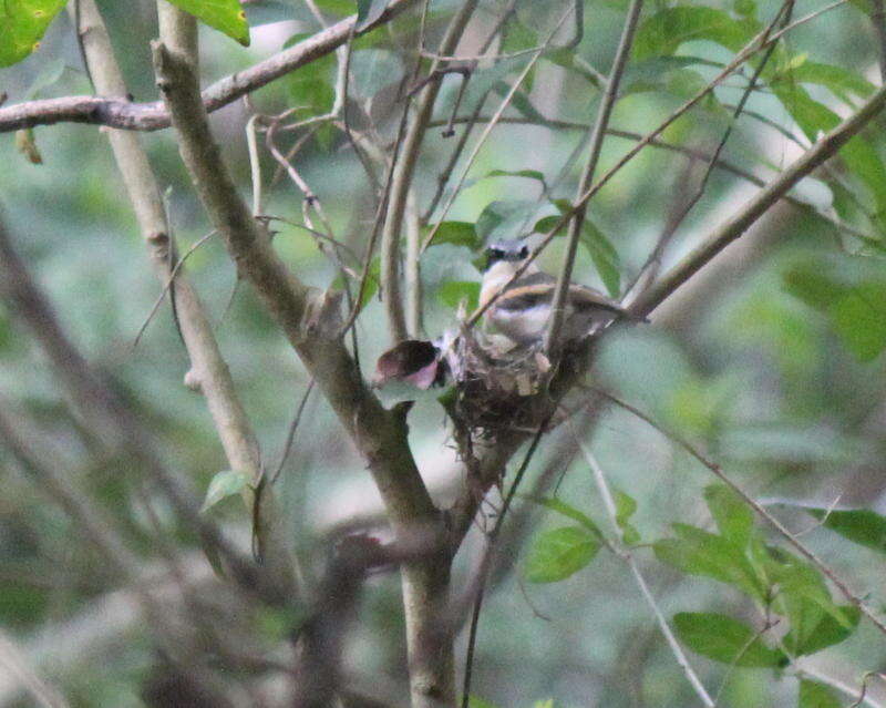 Image of Woodward's Batis