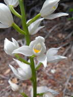 Image of Sword-leaved helleborine