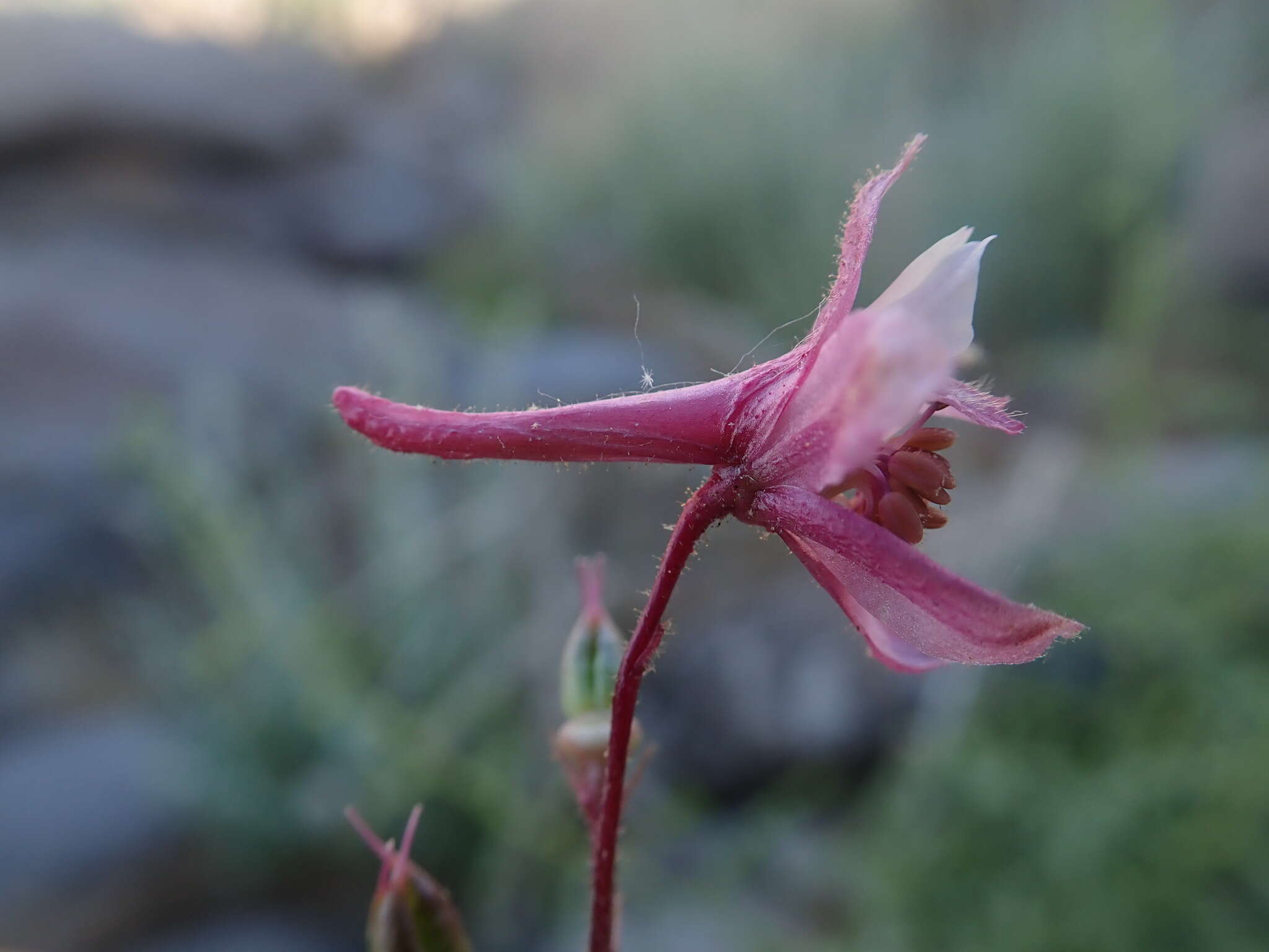 Image of Kern County larkspur