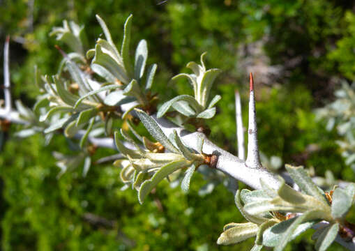 Image of Sea-buckthorn