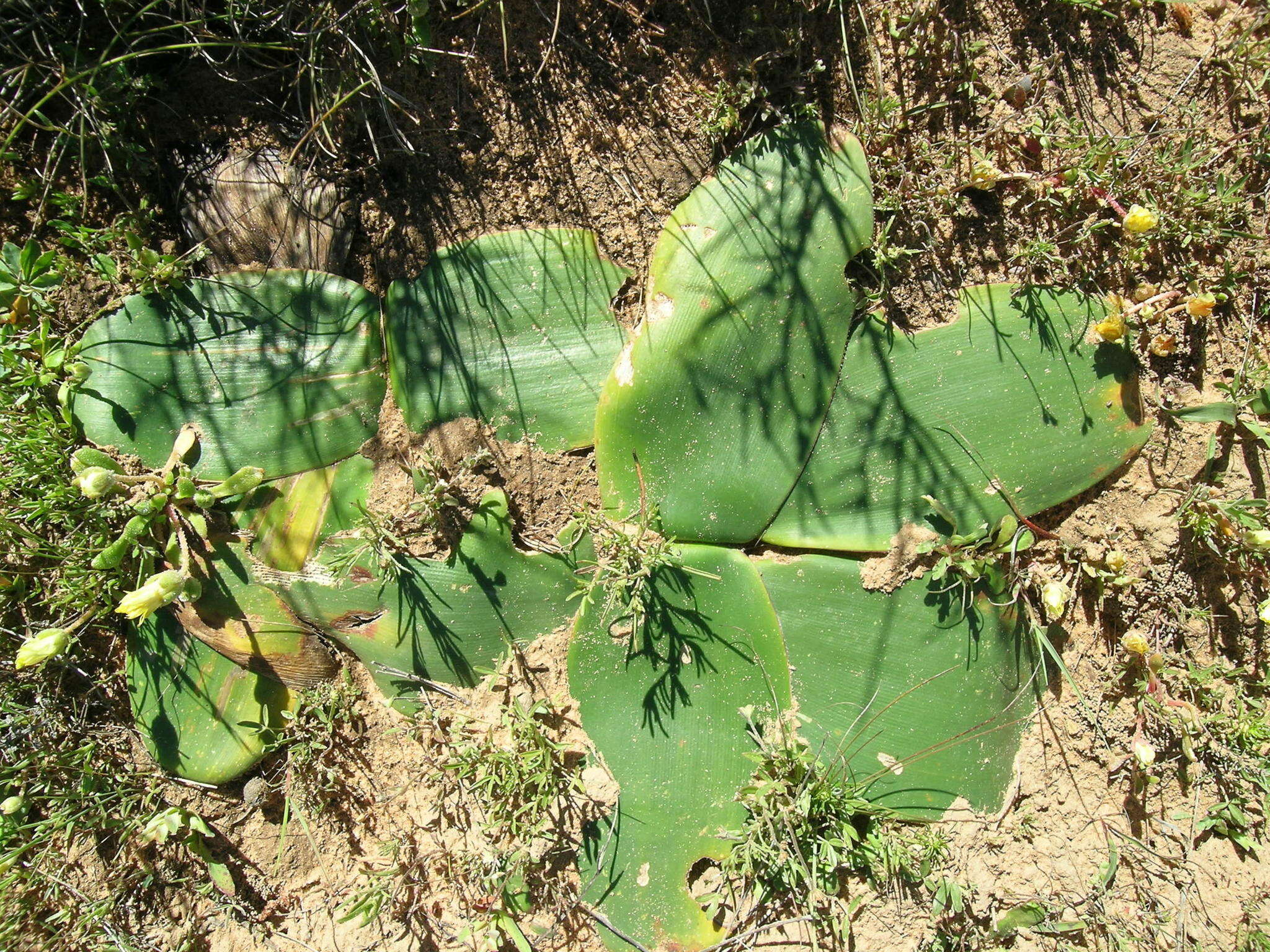 Image of candelabra lily