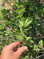 Plancia ëd Afrocanthium gilfillanii (N. E. Br.) Lantz