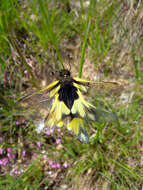 Image of Owly sulphur