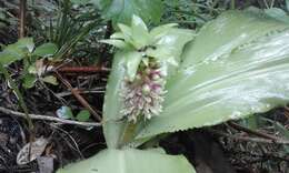 Imagem de Eucomis montana Compton