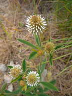 Imagem de Trifolium montanum L.