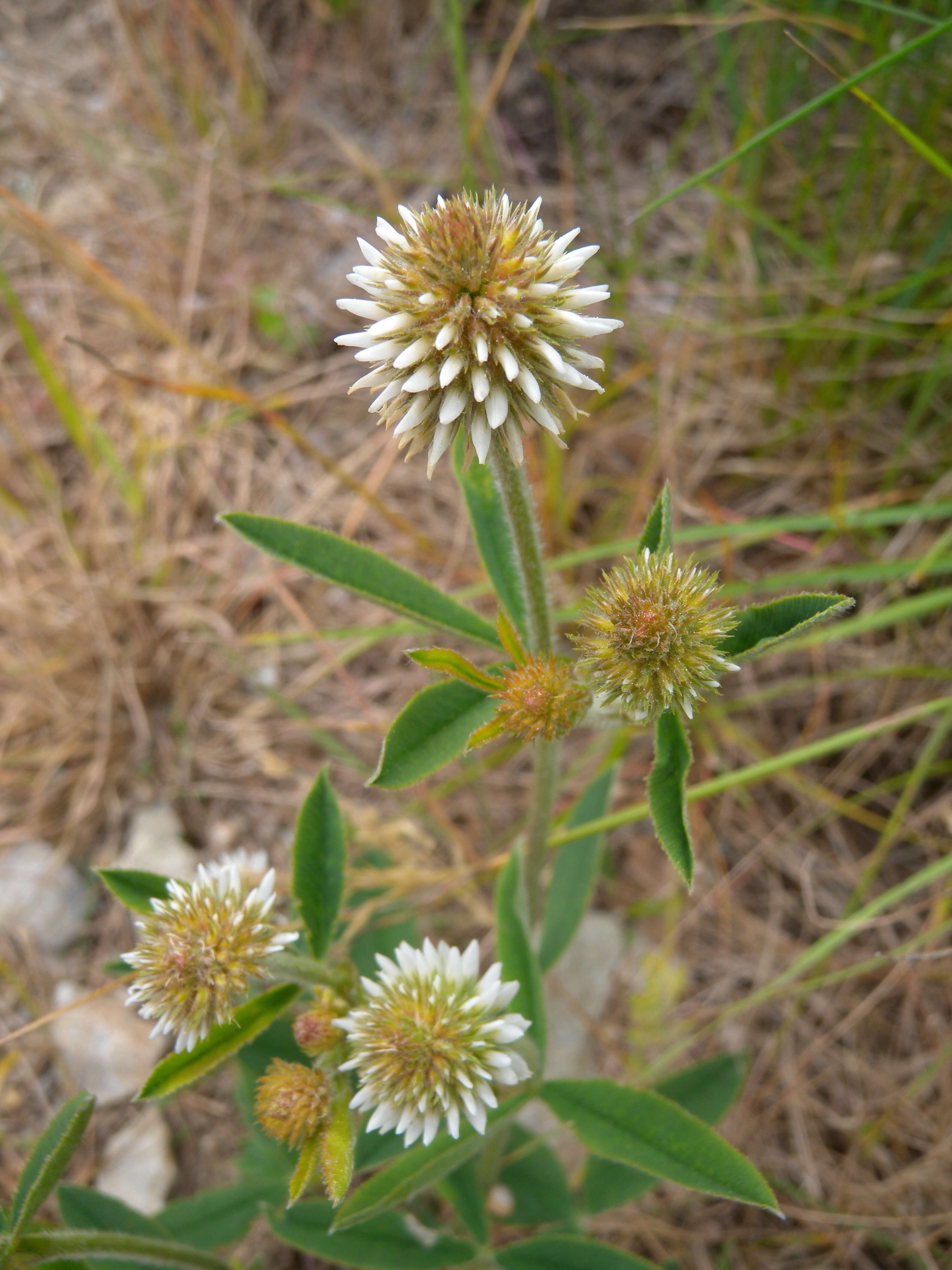 Imagem de Trifolium montanum L.