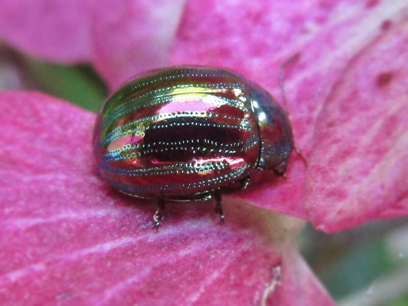 Image of Chrysolina americana