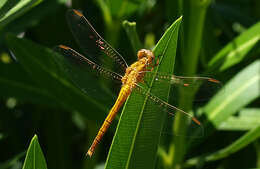 Слика од Orthetrum coerulescens (Fabricius 1798)