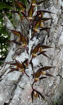 Image de Catasetum saccatum Lindl.