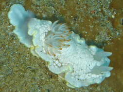 Image of Ardeadoris undaurum (Rudman 1985)