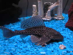 Image of Amazon sailfin catfish