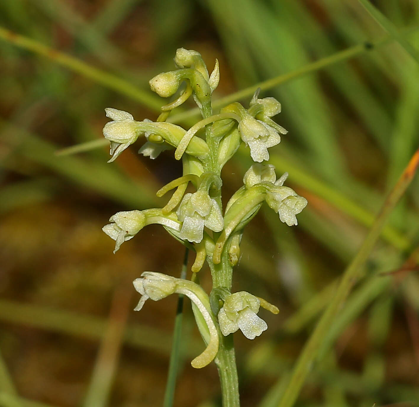 Image of Green Woodland Orchid