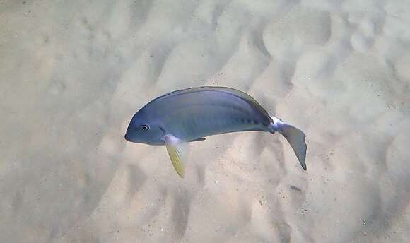 Image of Sawtail surgeonfish