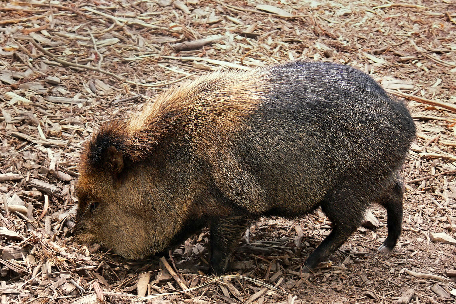 Imagem de Caititu, porco-do-mato