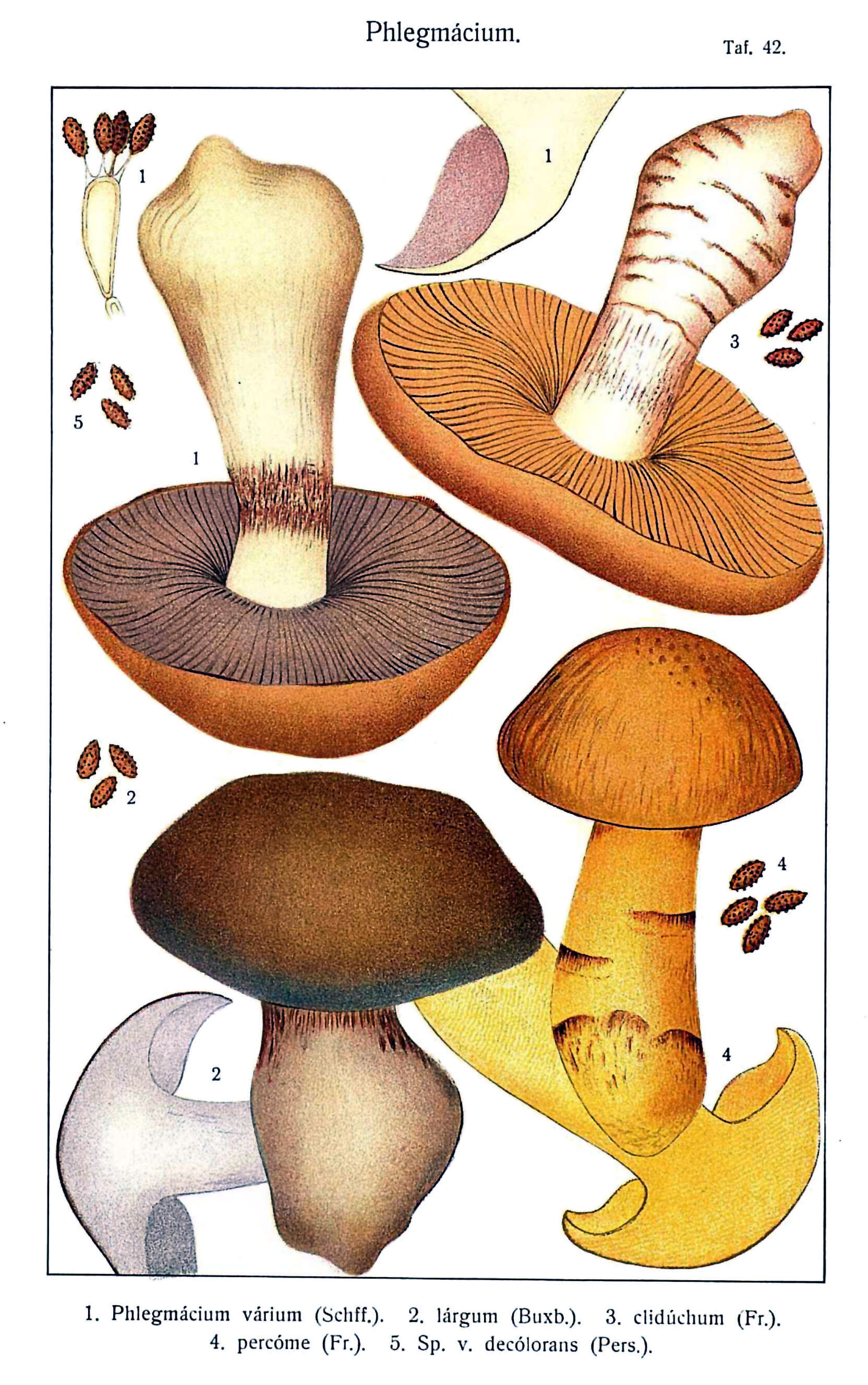 Image of Cortinarius varius (Schaeff.) Fr. 1838