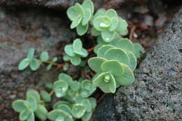 Image of stonecrop