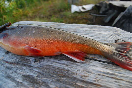 Слика од Salvelinus alpinus (Linnaeus 1758)