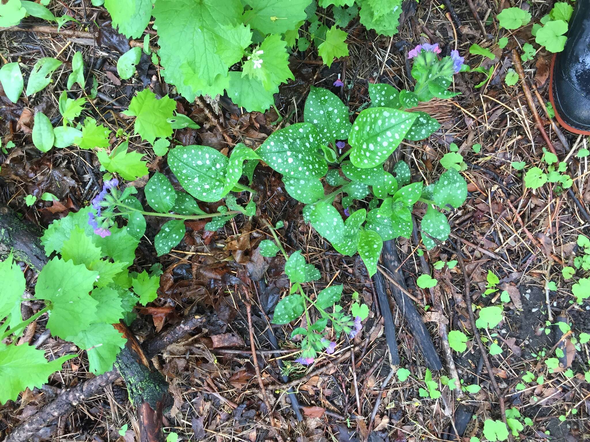 Image of Lungwort