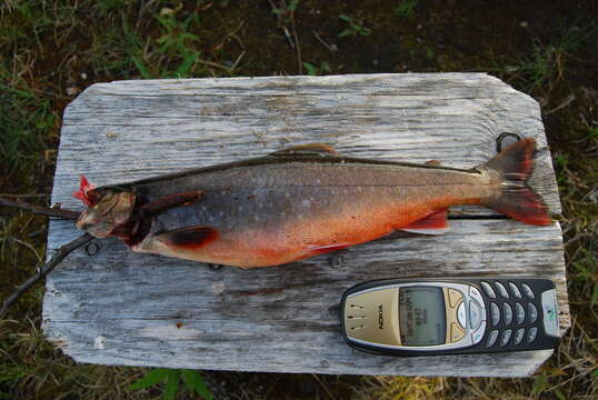 Image of Arctic Char