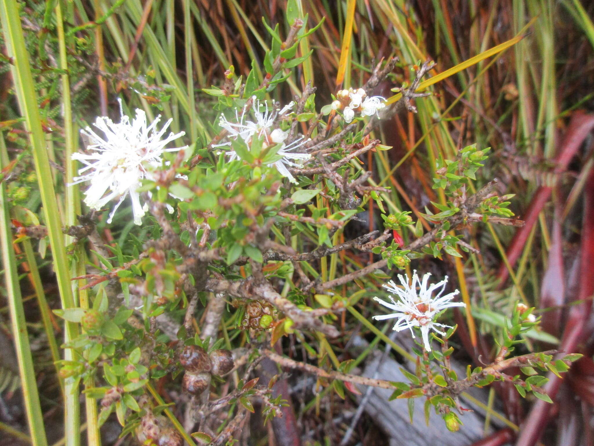 Image of Melaleuca squamea Labill.