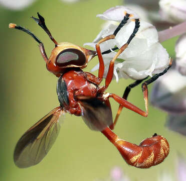 Sivun Physoconops fronto (Williston 1885) kuva