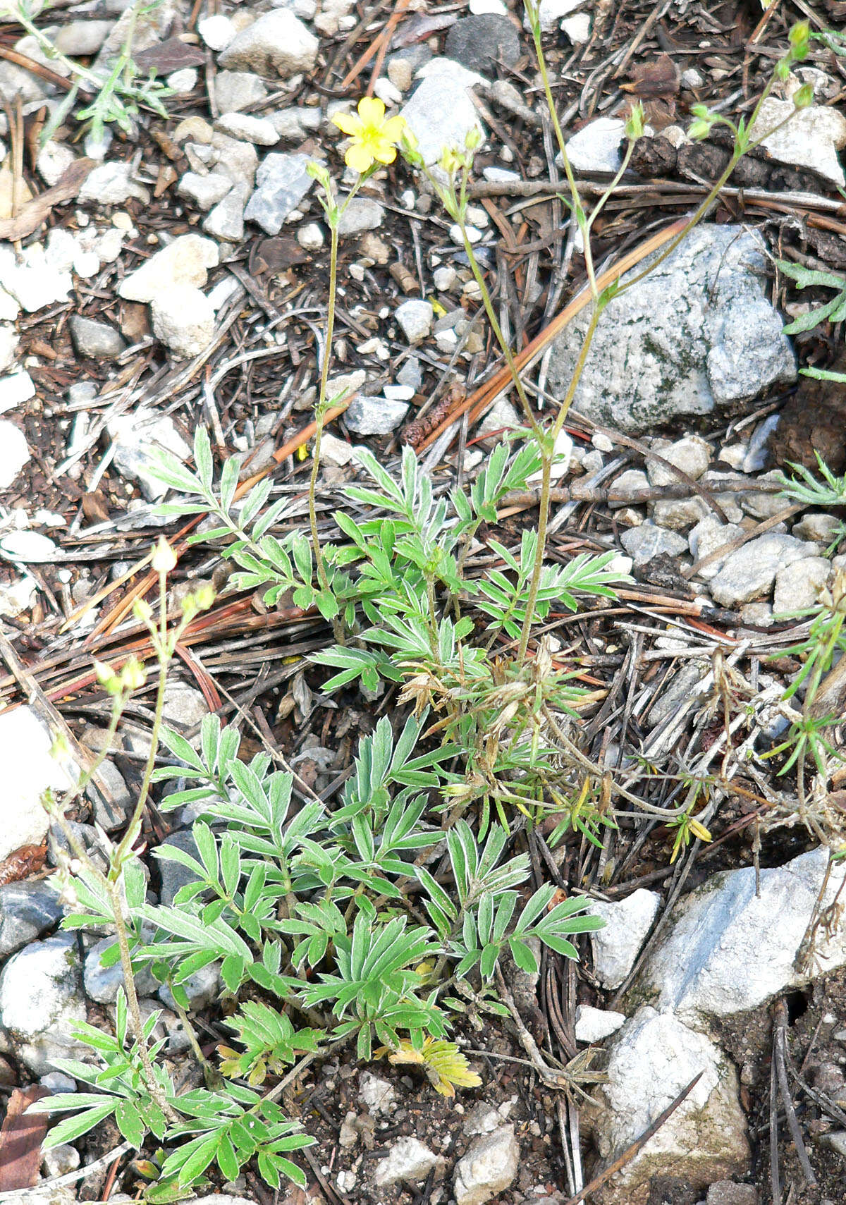 Image of woolly cinquefoil