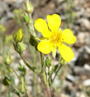 Image of woolly cinquefoil