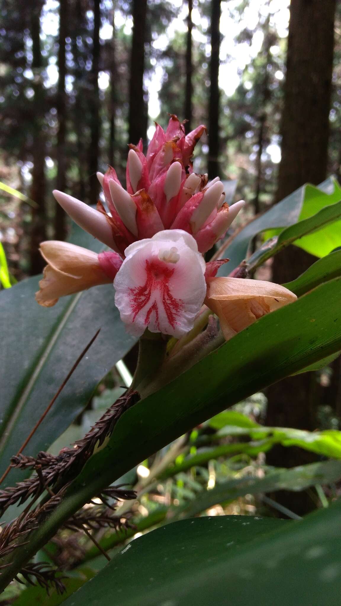 Image of Alpinia shimadae Hayata