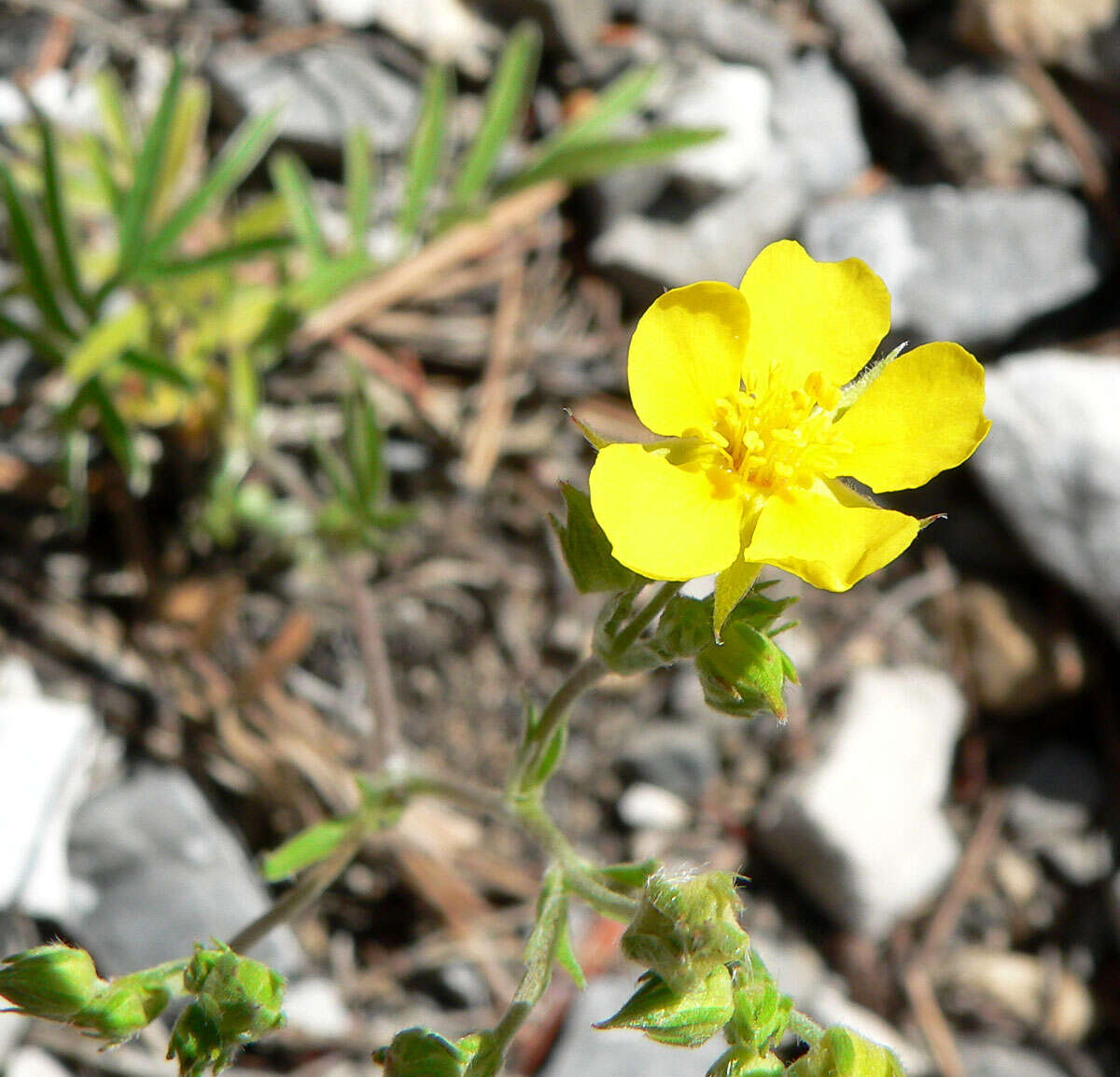 Image of woolly cinquefoil