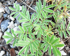 Image of woolly cinquefoil