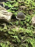 Image of Pluteus septocystidiatus Ševcíková, Antonín & Borovicka 2014