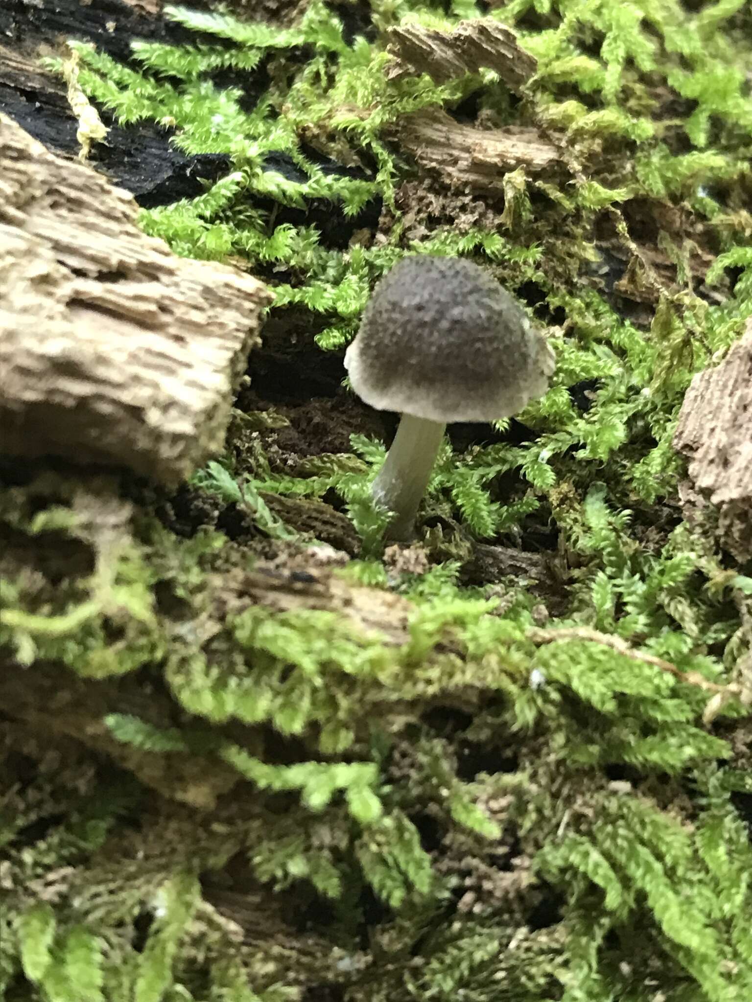 Image of Pluteus septocystidiatus Ševcíková, Antonín & Borovicka 2014