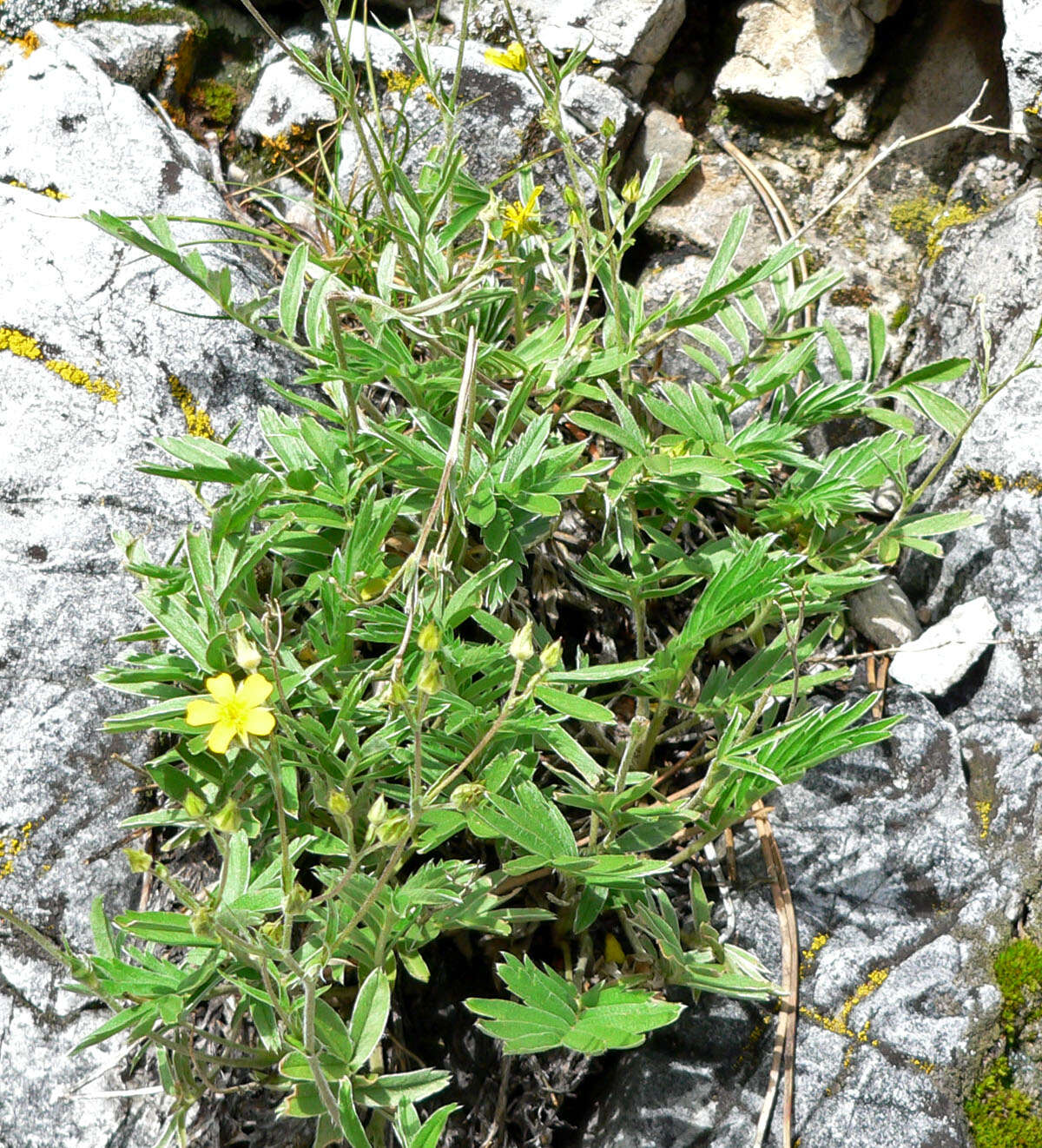 Image of woolly cinquefoil