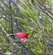 صورة Eremophila decipiens Ostenf.