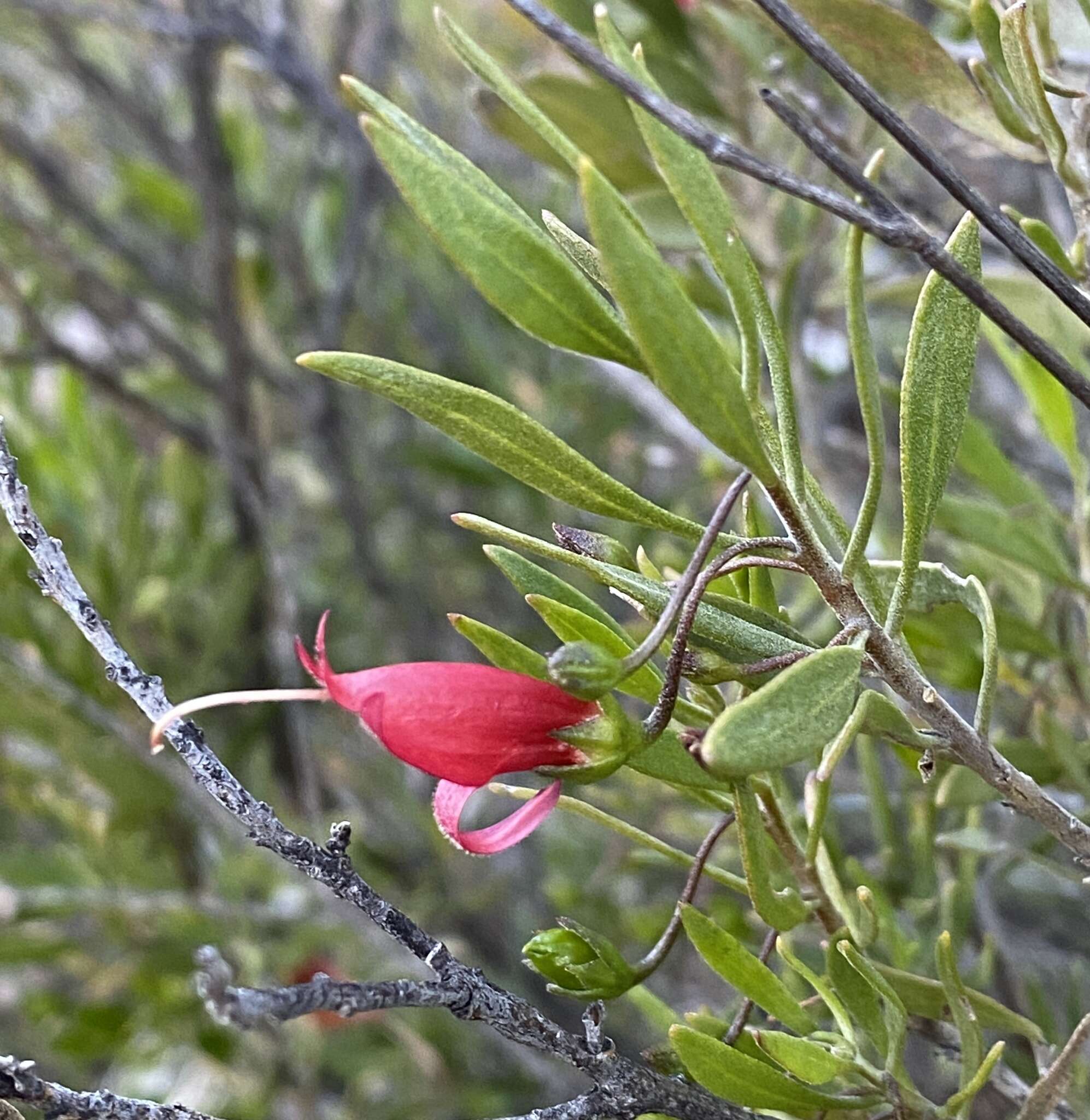 صورة Eremophila decipiens Ostenf.