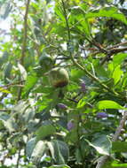 Image of giant potato creeper