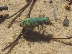 Image of Beautiful tiger beetle