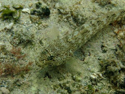 Image of Bucchich's Goby