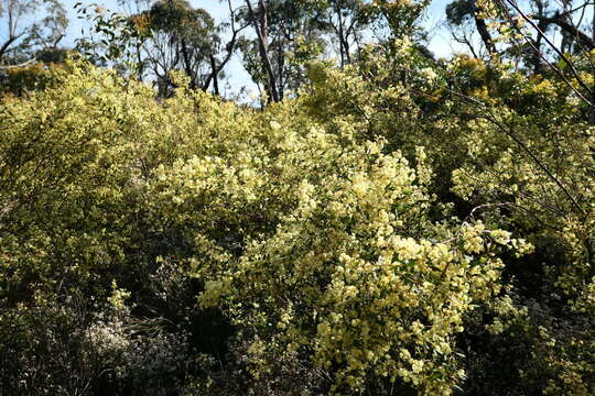 Image of Acacia myrtifolia (Sm.) Willd.