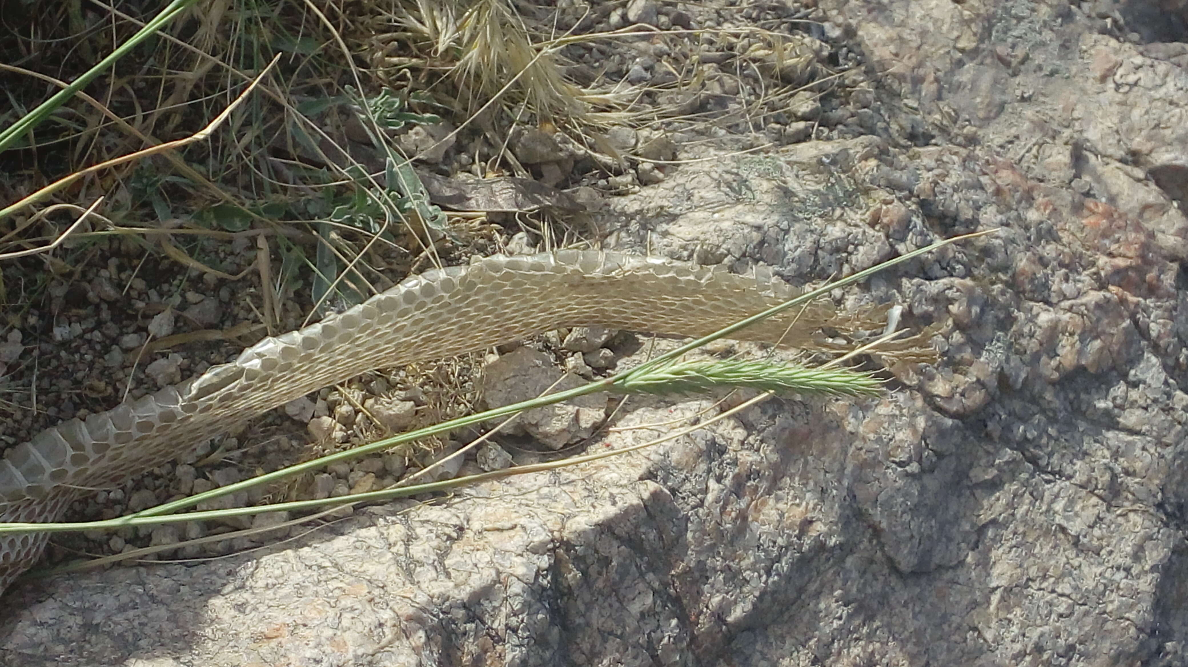 Image of Dice Snake