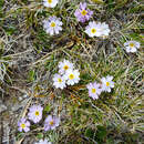 Image of Primula tibetica Watt