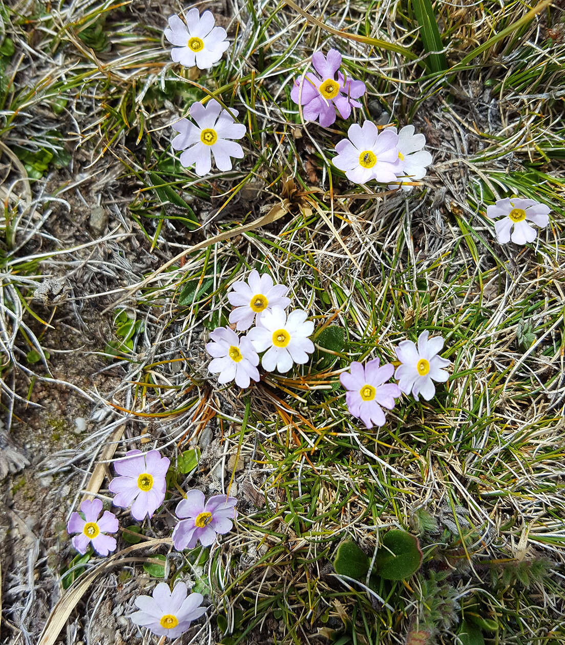 Image of Primula tibetica Watt