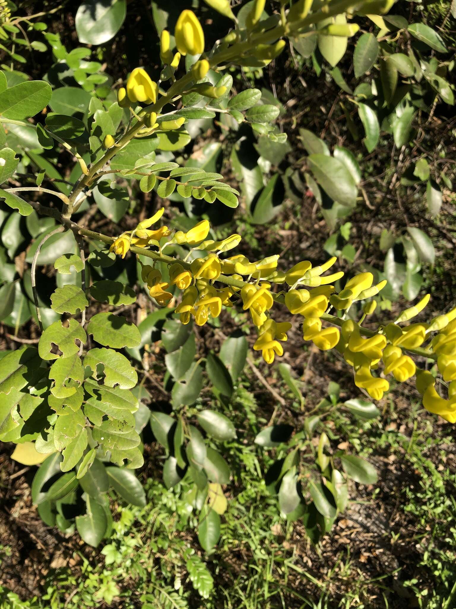 Image of yellow necklacepod