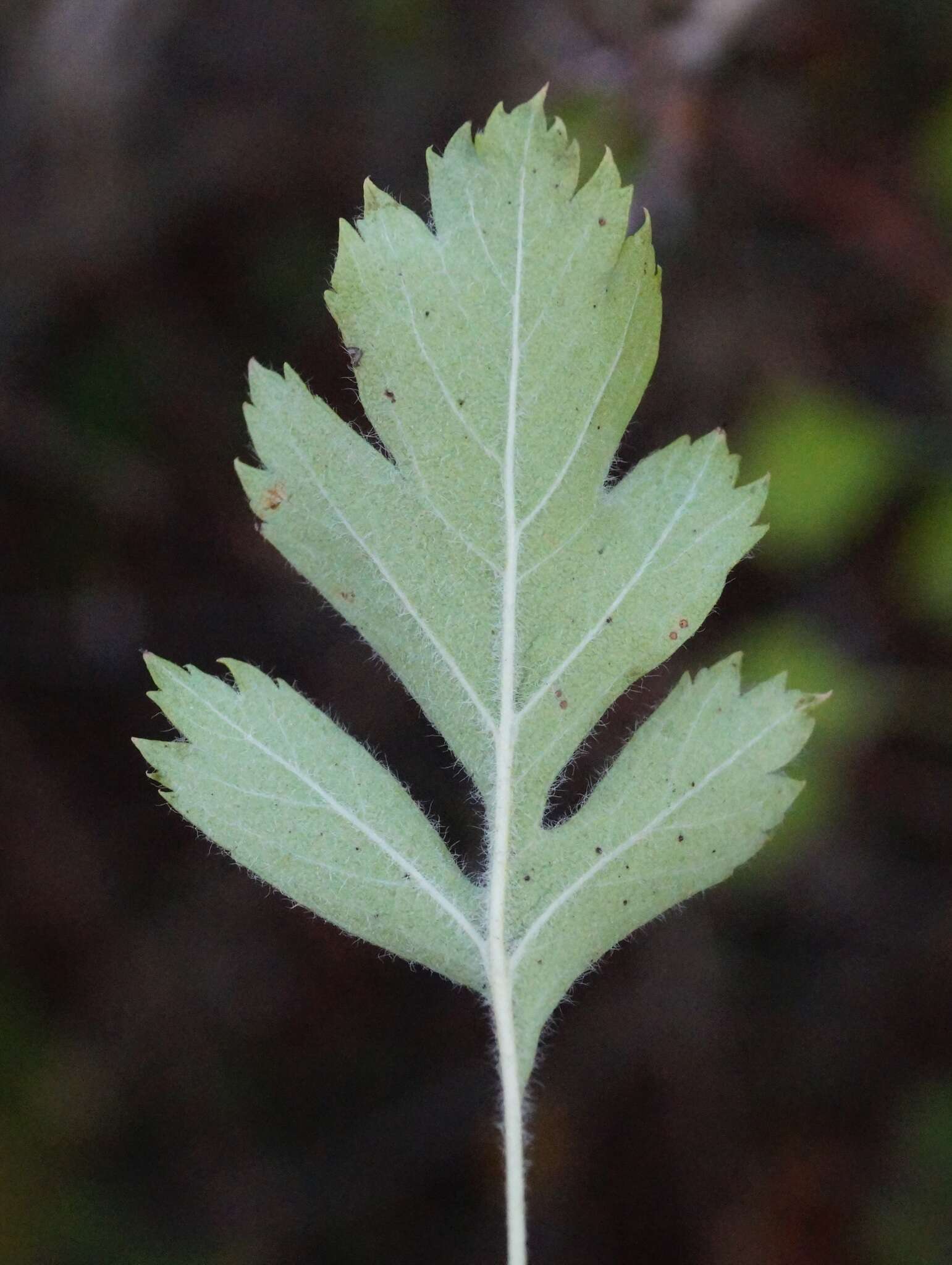 Image of Crataegus sphaenophylla Pojark.