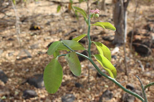 Sivun Euphorbia bracteata Jacq. kuva