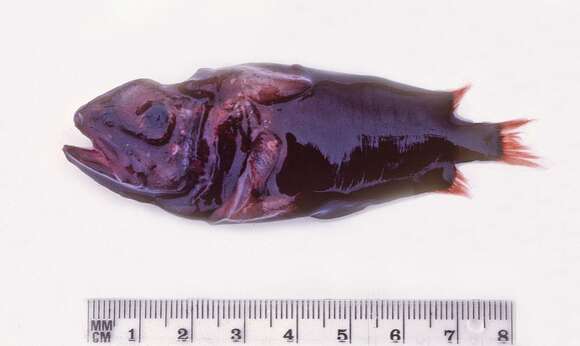 Image of redmouth whalefishes