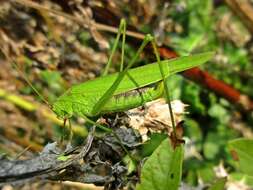 Image of sickle-bearing bush-cricket