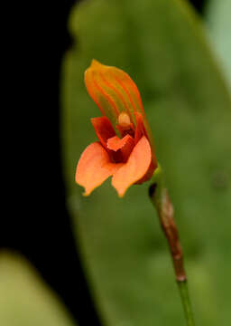 Image of Specklinia guanacastensis (Ames & C. Schweinf.) Pridgeon & M. W. Chase