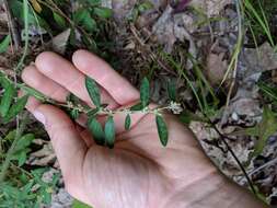 Image of hoary frostweed