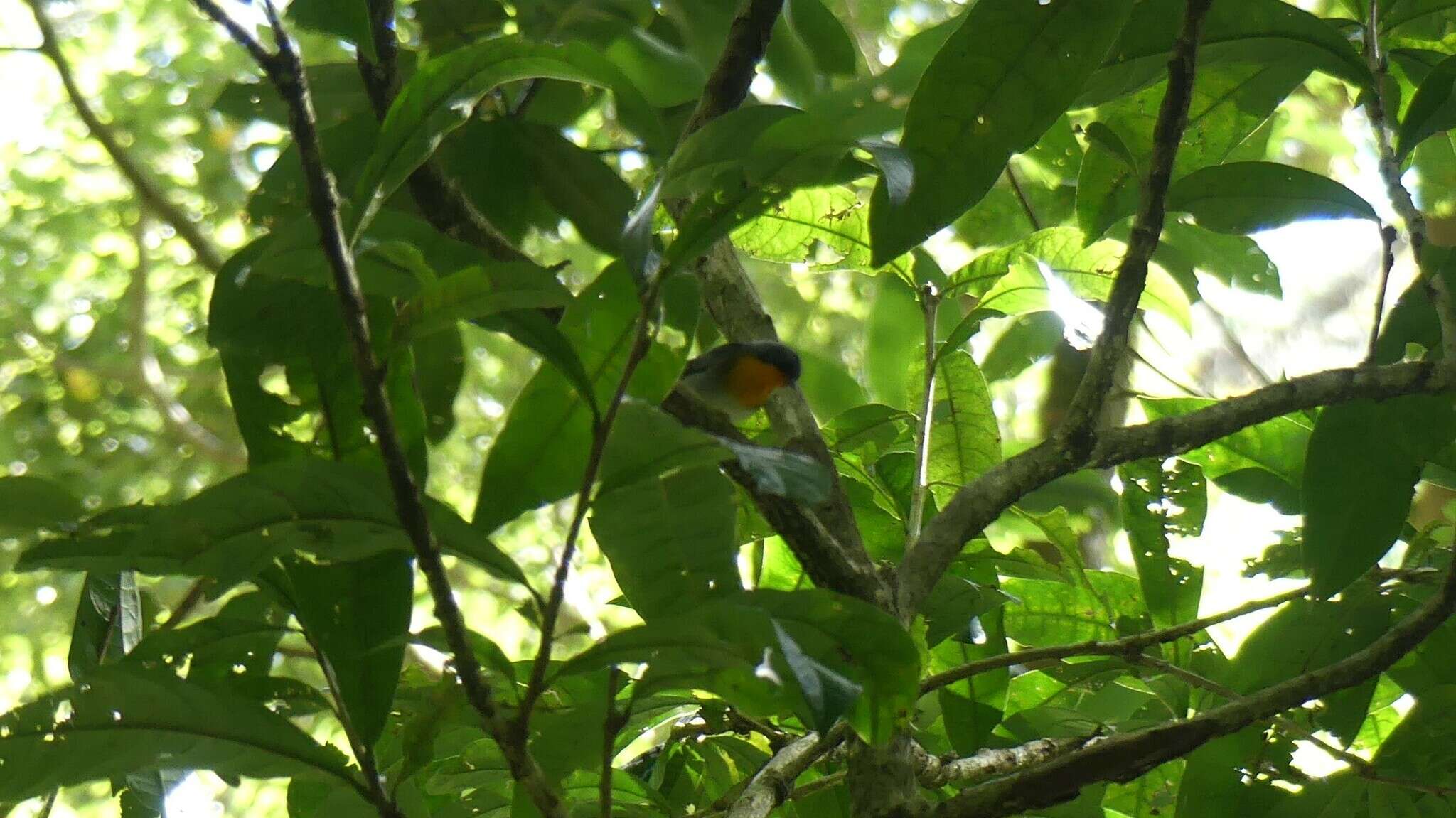 Image of Flame-throated Warbler